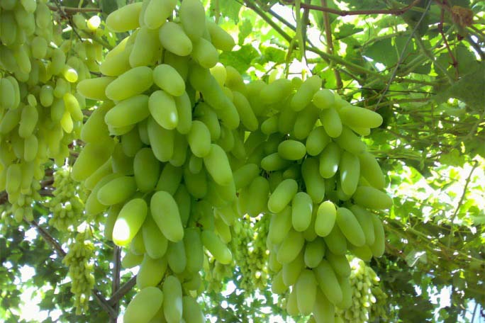 Кусты винограда «Дамские пальчики» характеризуются как сильнорослые