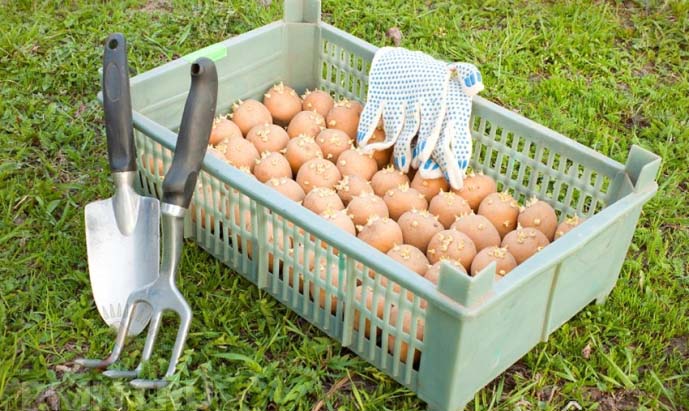 Подготовку картофеля «Банба» к посадке следует начинать приблизительно за пару месяцев до момента высаживания