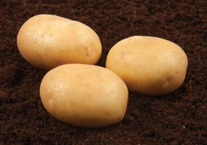 Ирландский сорт картофеля «Банба» отличается отменной урожайностью