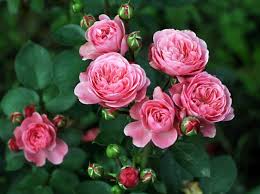 Сорта роз, которые могут перезимовать без укрытия