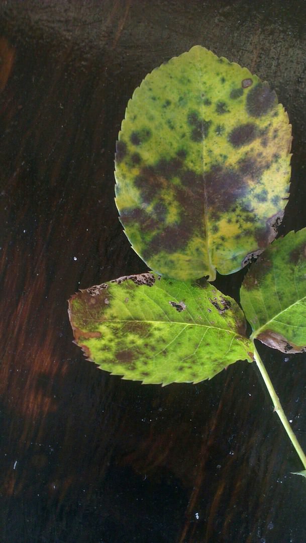 Роза погибает - как спасти