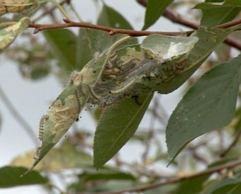 Белая американская бабочка - кто как борется