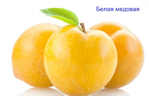 Ответ на Помогите определить сорт сливы