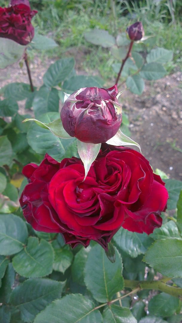 Роза погибает - как спасти