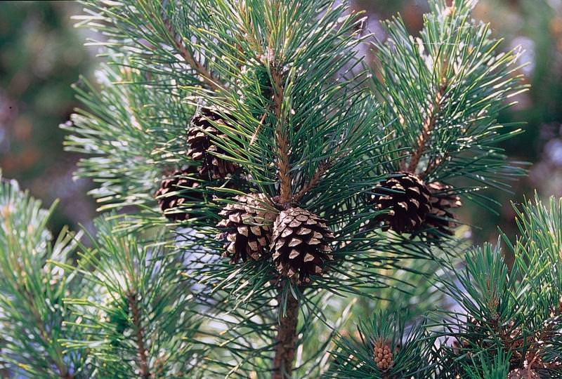 Выращивание сосны.