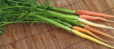 Какой сорт моркови посадить в Крыму