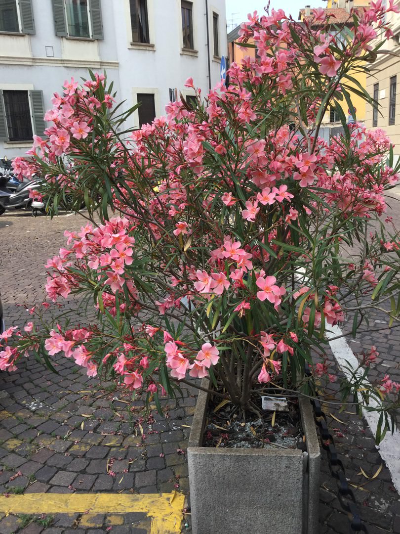 Подскажите название куста