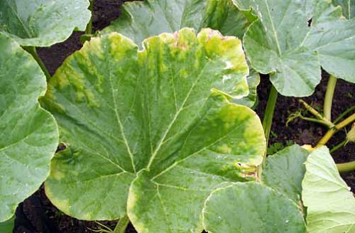 Желтые круги на листьях