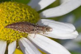 Ответ на Что за вредитель на листьях