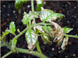 Ответ на За ночь на томате засыхают целые ветки. На разных кустах