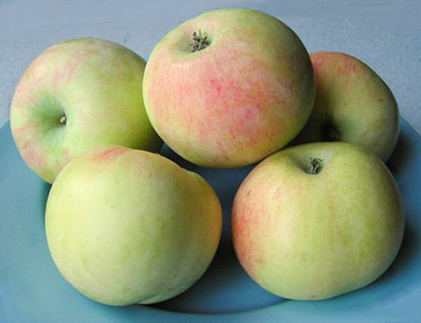Яблоки сорта «Имрус» обладают средней величиной