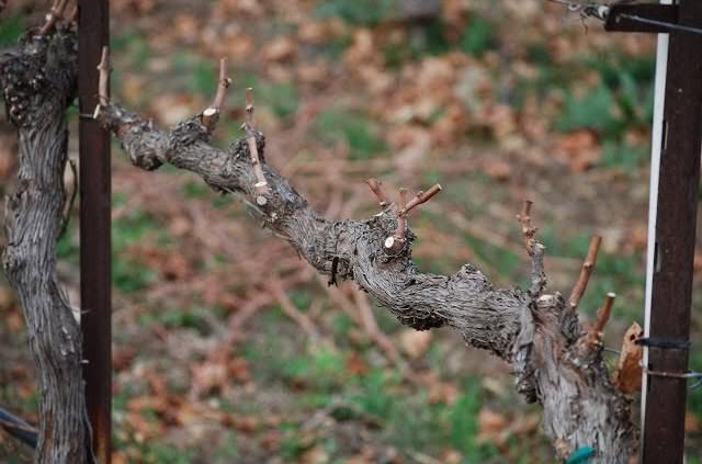 Правильно сформированный куст винограда гф «Красотка» на четвёртом году жизни имеет четыре плодовые лозы
