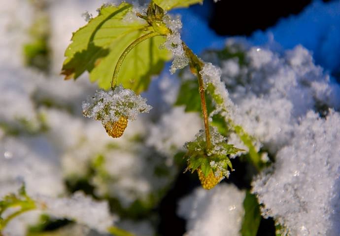В весенний период нельзя допускать быстрого таяния снега на грядках с клубникой