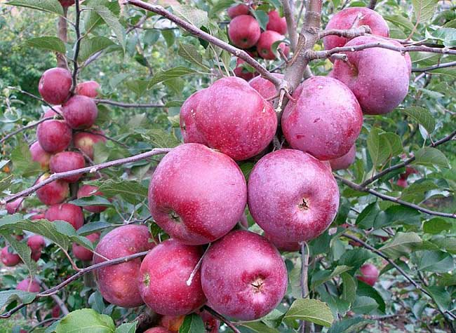 Большинство садоводов ценят яблони «Лобо» за ежегодную урожайность