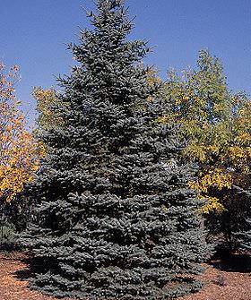 Что делать, чтобы черенки голубой ели не заболели