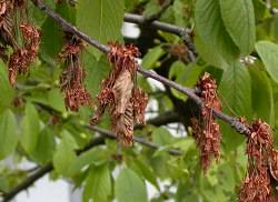 Существует ряд заболеваний, которым наиболее подвержены вишневые деревья