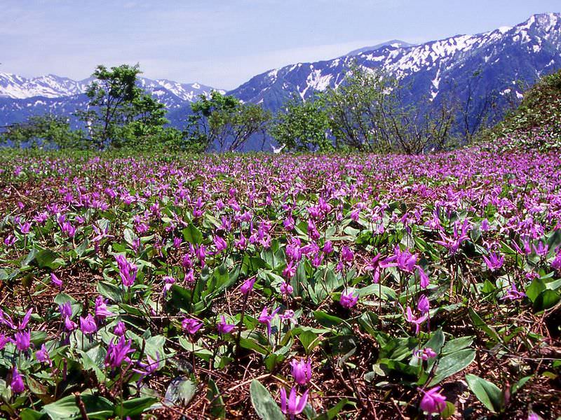 В альпинарии часто осуществляется посадка таких видов, как эритрониум сибирский, кавказский, японский, отвёрнутый, туолумнийский, американский, Гендерсона