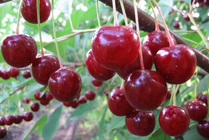 Основное плодоношение вишни сорта «Тургеневка» наступает на четвертый год