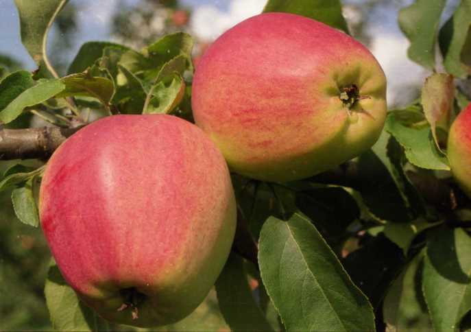 Яблони зимнего сорта «Кандиль орловский» достаточно хорошо плодоносят в условиях средней полосы России