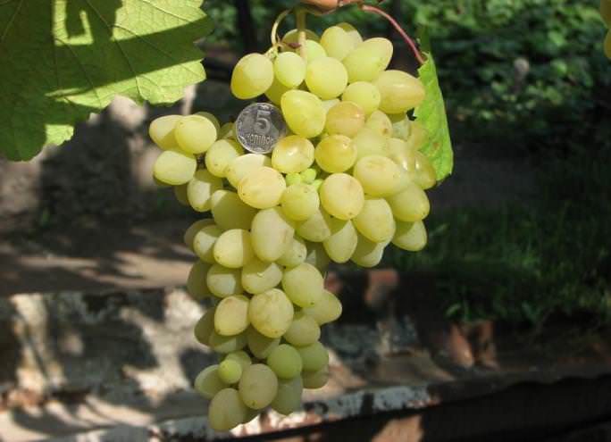 Прекрасными данными обладает виноград «Плевен мускатный»