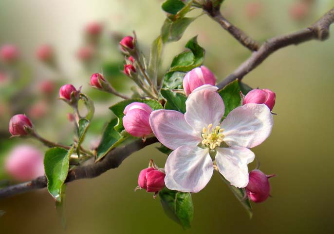 Цветки яблони сорта «Подарок Графскому» окрашены в бело-розовый цвет