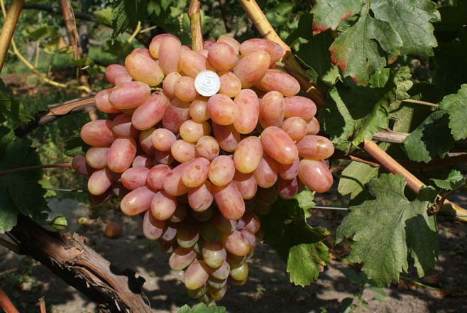 Виноград «Преображение» формирует ягоды очень красивые, достаточно выравненные и крупные