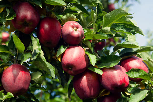 Сбор урожая яблок сорта «Рихард» приходится на первую декаду осени