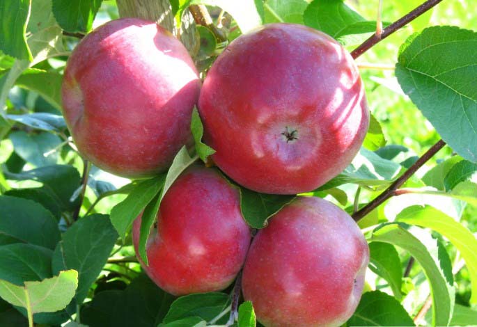 «Лобо» – яблони популярного ежегодно плодоносящего зимнего сорта с красивыми плодами округлой формы