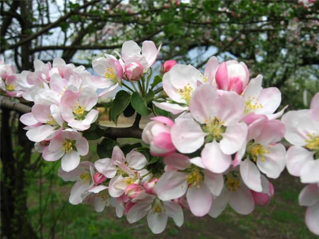 Цветки яблони сорта «Вишневая» формируются небольшие кремового окрашивания, с ярким выраженным ароматом