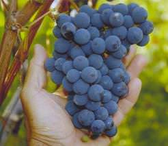 «Триумф» является американским столовым сортом винограда