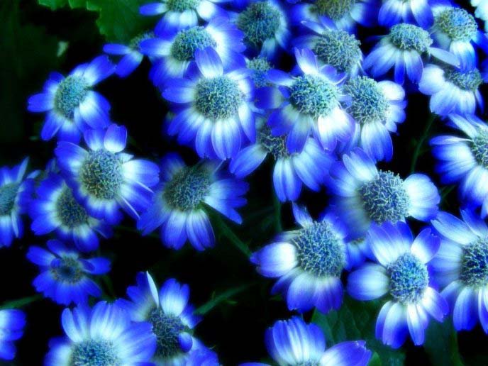 Как грамотно использовать синие цветы на своем участке