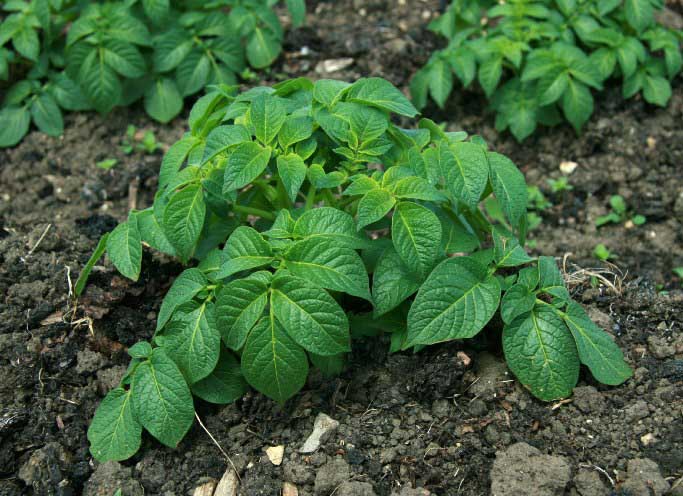Необходимо проводить своевременное поверхностное рыхление почвы между рядами картофеля «Альвара»