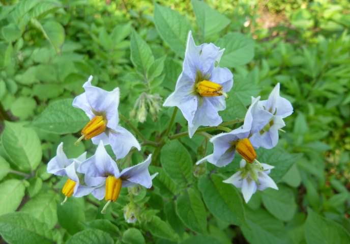 За яркую голубую окраску цветков сорт картофеля «Голубизна» и получил свое необычное название