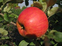 Яблоня «Услада» – раннеосенний сорт