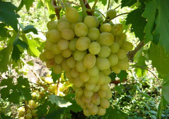 Новая гибридная форма «Богатяновский» снискала одобрение многих виноградарей