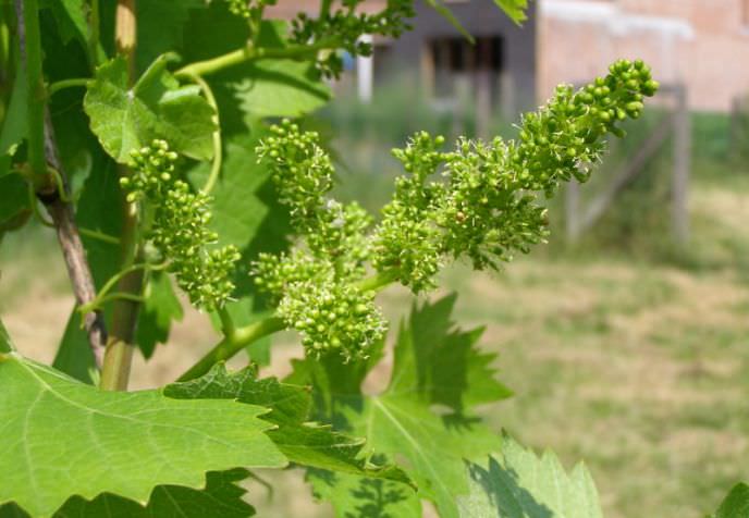 Особое значение придается проведению поливов на этапе цветения винограда Гала