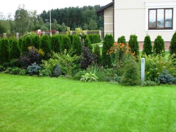 Как удобрять газон