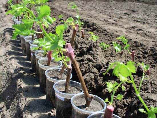Виноград «Фуршетный» можно высаживать саженцами как весной, так и в осенний период