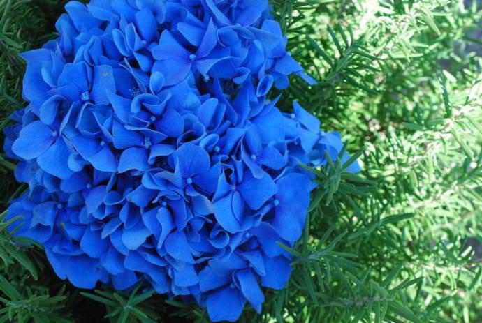 Как грамотно использовать синие цветы на своем участке