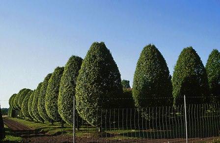 Граб — как его использовать