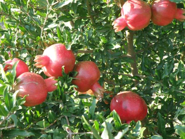 Как утеплить гранат