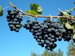 Климат в Башкирии вполне подходит для культивирования винограда