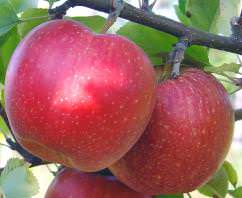 Яблони сорта «Джонаголд» популярны в России и за рубежом