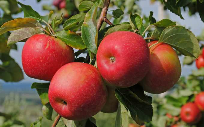 Яблони «Джонаголд» характеризуются как сильнорослые и быстрорастущие