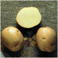 Картофель «Ласунок» относится к наиболее популярным белорусским сортам