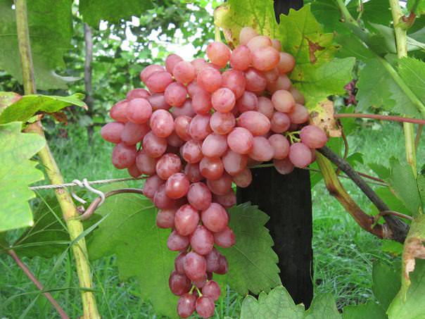 Виноград без косточки: лучшие сорта, как появился первый бессемянныйвиноград, особенности размножения