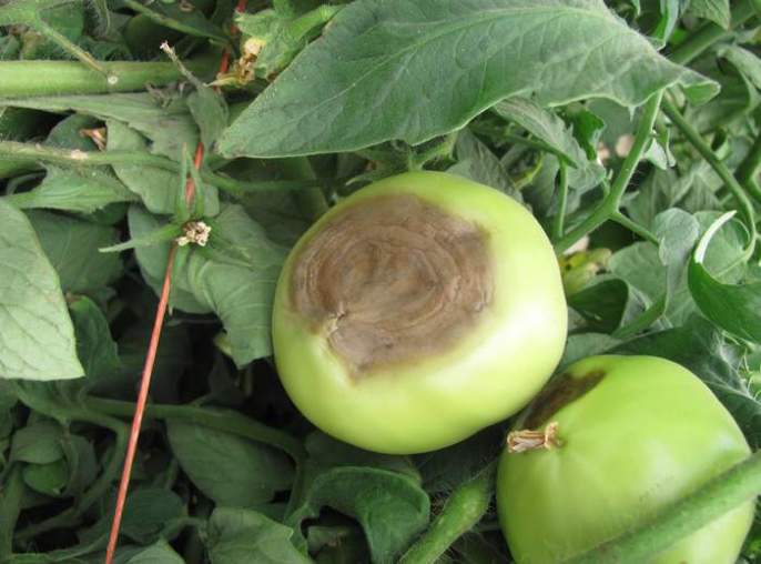 Высокая влажность воздуха приводит к тому, что помидоры покрываются грибком