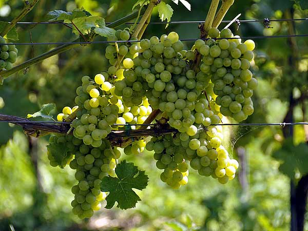 «Пино Блан» широко применяется в качестве сырья при изготовлении дорогих белых вин