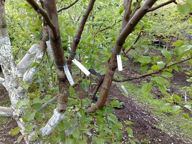 Дерево-сад — как создать многосортовое или мультиплодное дерево