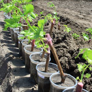 Как правильно выращивать виноград